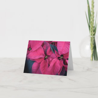 Cartão De Agradecimento Poinsettia