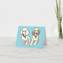 Poodle Siblings