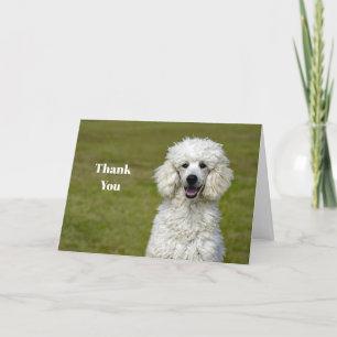 Cartão De Agradecimento Poodle White Dog Photo