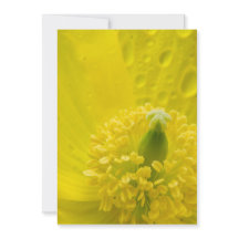 Poppy amarelo oriental