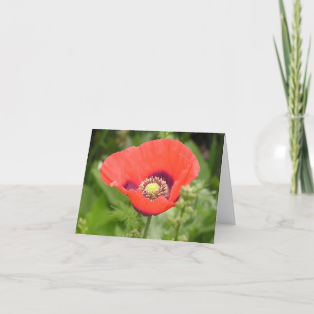 Cartão De Agradecimento Poppy (Papaver somniferum) card (Frente)