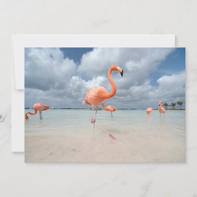Cartão De Agradecimento Praias Tropicais | Flamingos Beach, Aruba (Frente)