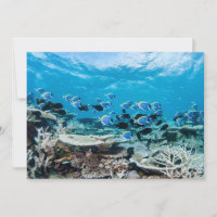 Praias Tropicais | Sturgeon Entre Coral