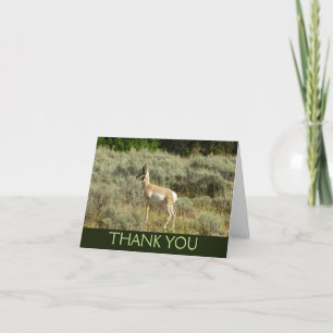 Cartão De Agradecimento Pronghorn no Grand Teton National Park