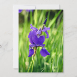 Cartão De Agradecimento Purple Iris