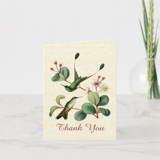 Cartão De Agradecimento Racket Tail Hummingbird Thank You Note Card (Frente)