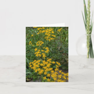 Cartão De Agradecimento Ragwort Dourado @ Stenton House Museum & Garden