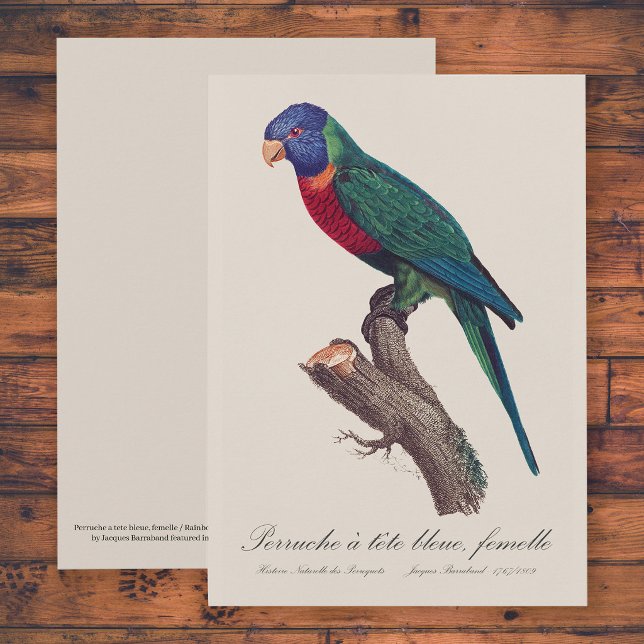 Cartão De Agradecimento Rainbow lorikeet female, Trichoglossus moluccanus (Perruche a tete bleue, femelle / Rainbow lorikeet, female. Thank You Card)