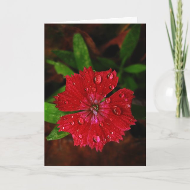 Cartão De Agradecimento Red Dianthus com Raindrots (Frente)