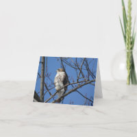 Red Tail Hawk