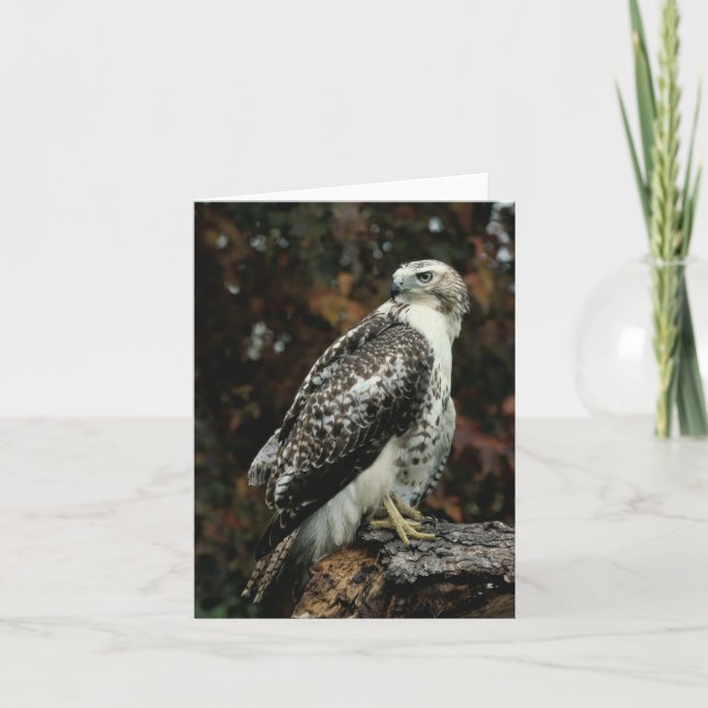 Cartão De Agradecimento Red Tailed Hawk Greeting Card (Frente)