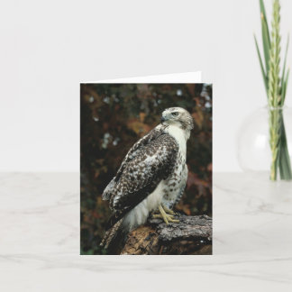 Cartão De Agradecimento Red Tailed Hawk Greeting Card
