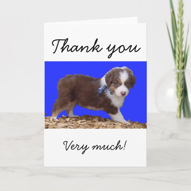 Cartão De Agradecimento Red Tri Aussie Puppy (Frente)