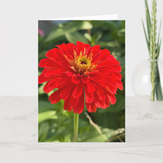 Cartão De Agradecimento Red Zinnia Blank Note Card