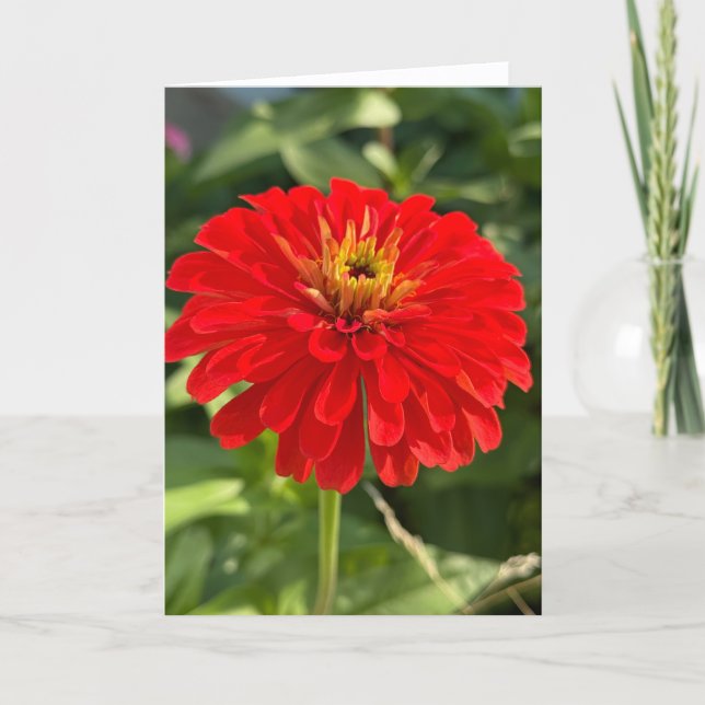 Cartão De Agradecimento Red Zinnia Blank Note Card (Frente)