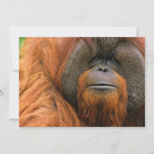 Cartão De Agradecimento Retrato de Orang-utango Macho, Geórgia, EUA