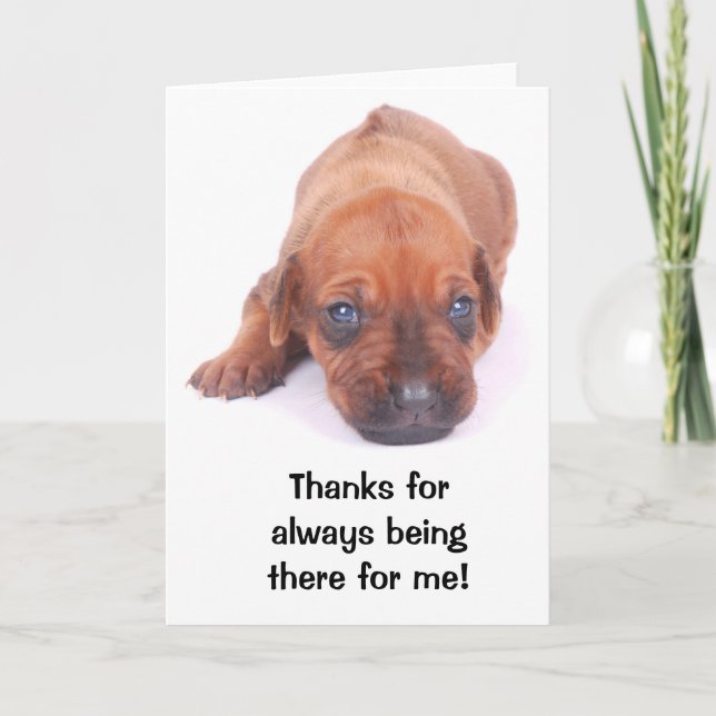Cartão De Agradecimento Rhodesian Ridgeback THANK YOU Greeting Card (Frente)