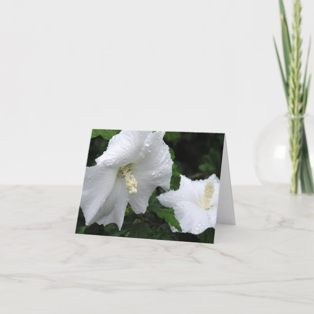 Cartão De Agradecimento Rose of Sharon (Hibiscus syriacus 'Diana') card (Frente)
