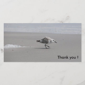 Cartão De Agradecimento Sanderling, obrigado!