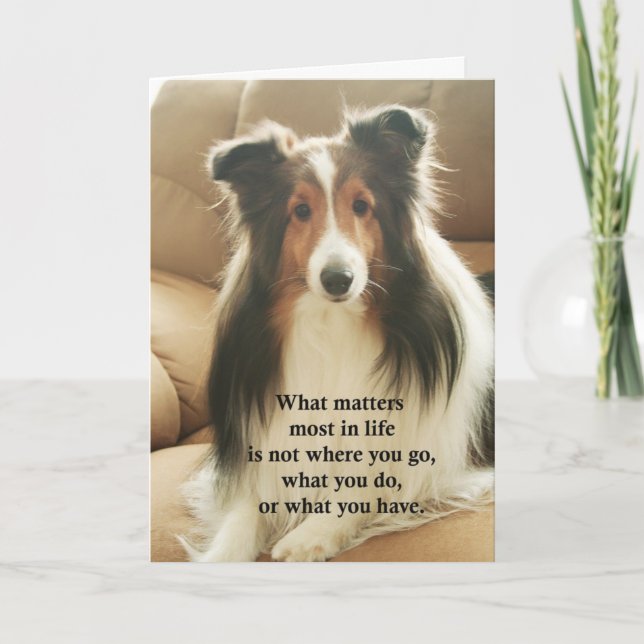 Cartão De Agradecimento Sheltie Thank You Card (Frente)