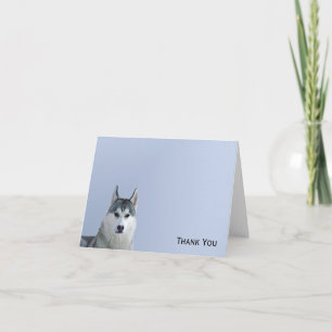 Cartão De Agradecimento Siberian Husky em fundo azul