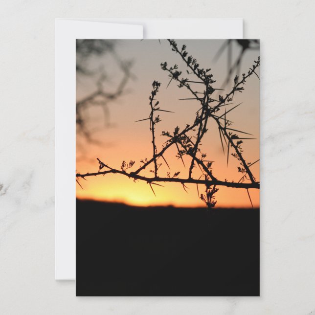 Cartão De Agradecimento Sol africano com silhueta espinhal de acácia (Frente)