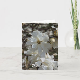 Cartão De Agradecimento Star Magnolia Blooms