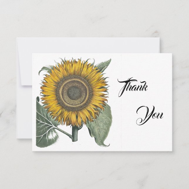 Cartão De Agradecimento Sunflower Hortus Eystettensis , 1713 (Frente)