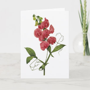 Cartão De Agradecimento Sweet Pea Watercolor Thank You Card