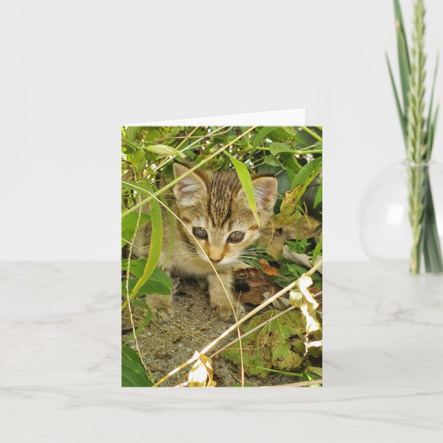 Cartão De Agradecimento Tabby Kitten (Frente)