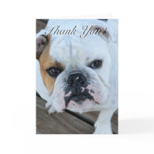Thank you bulldog greeting card