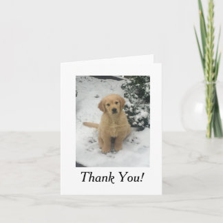 Cartão De Agradecimento Thank You Card - Golden Retriever