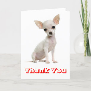 Cartão De Agradecimento Thank You Chihuahua Puppy Dog Greeting Card