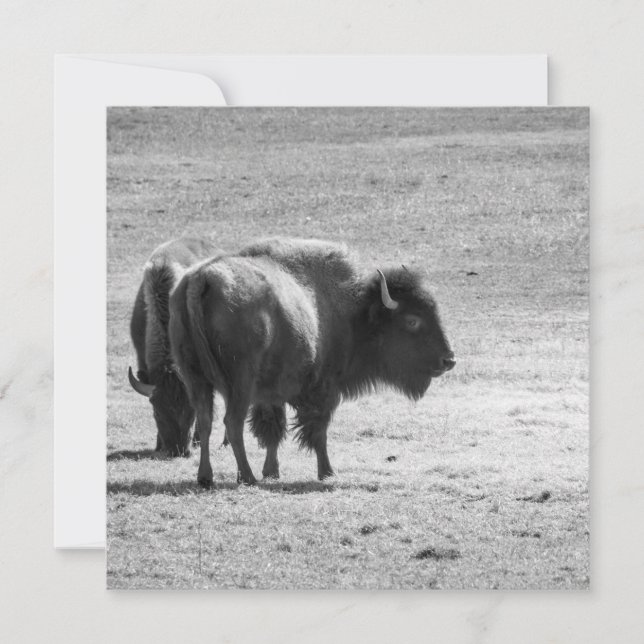 Cartão De Agradecimento The Mighty Buffalo  (Frente)