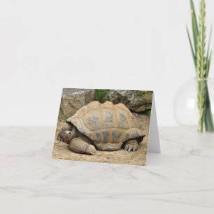 Cartão De Agradecimento Tortoise Sorridente