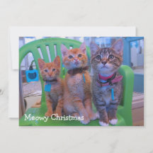 Três gatinhos Meowy