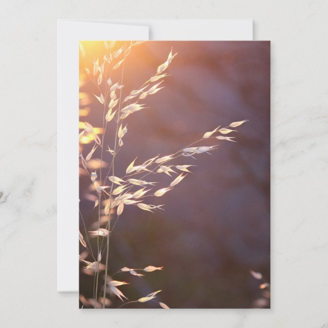 Cartão De Agradecimento trigo de manhã (Frente)