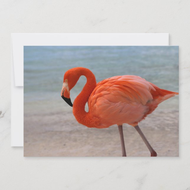 Cartão De Agradecimento Tropical Beaches | Caribbean Flamingo, Aruba (Frente)