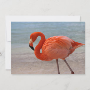 Cartão De Agradecimento Tropical Beaches   Caribbean Flamingo, Aruba