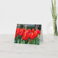 Tulipas Vermelhas - Notecard