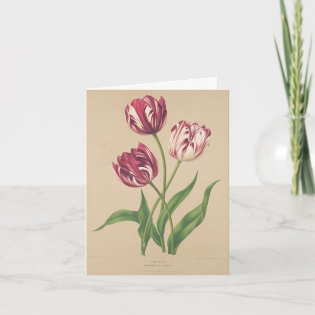 Cartão De Agradecimento Tulips botânica (Frente)