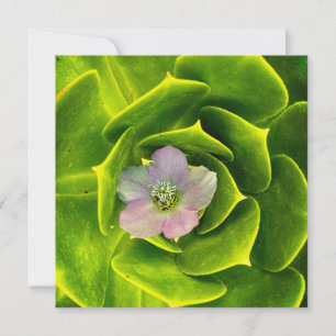 Cartão De Agradecimento Uma Hellebore, uma Rosa da Quaresma