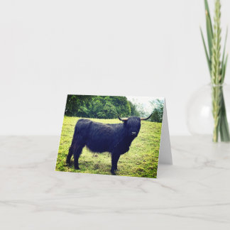 Cartão De Agradecimento Vaca das Terras Altas da Escócia<Blank Inside>