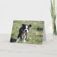 Vazio de Boston Terrier cômodo