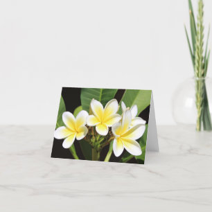 Cartão De Agradecimento Vietnamita Frangipani All Occasion Notecard