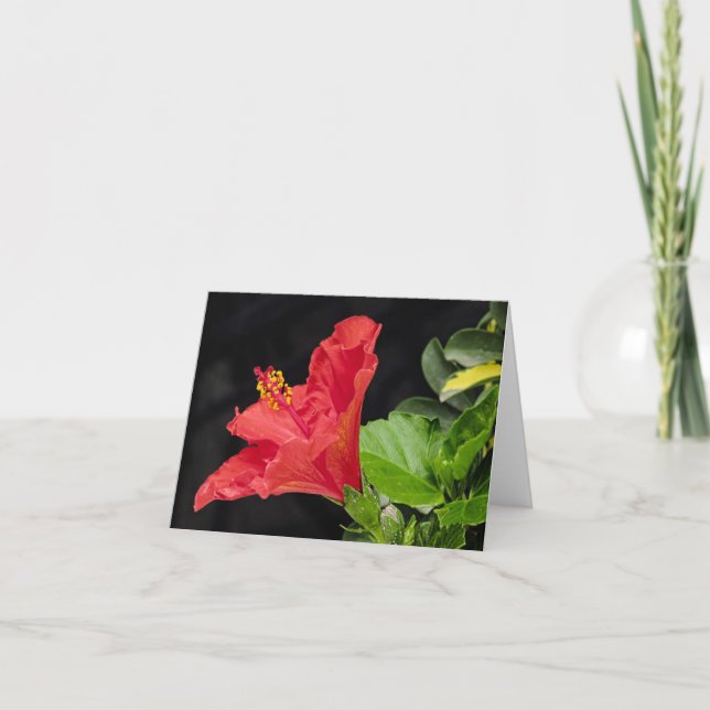 Cartão De Agradecimento Vietnamita Hibiscus All Occasion Notecard (Frente)