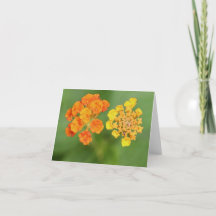 Vietnamita Lantana All Occasion Notecard