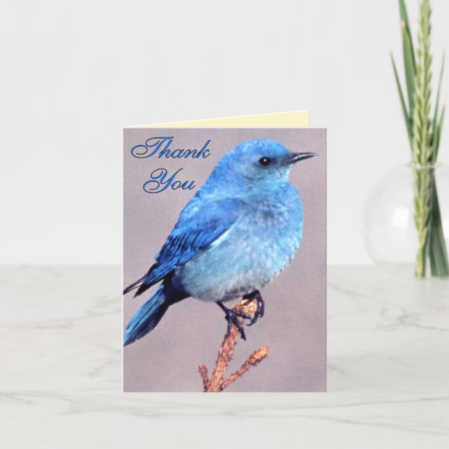 Cartão De Agradecimento Western Bluebird Thank You Card (Frente)