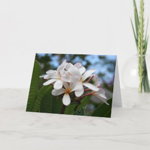 Cartão De Agradecimento White Plumeria Card