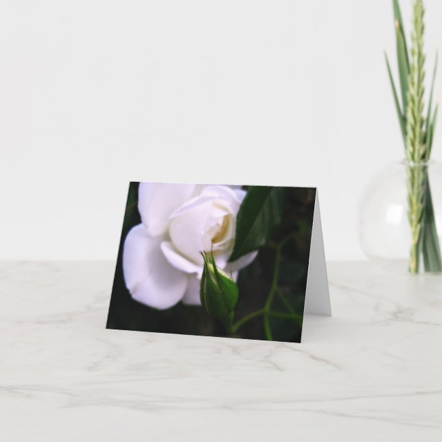 Cartão De Agradecimento White Rose and Rose Bud Note Card (Frente)